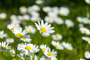 Fototapeta premium spring and daisies