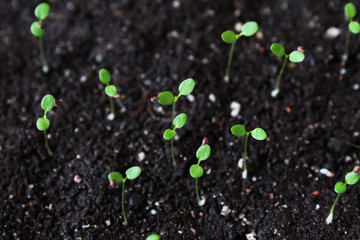 Strawberry seedlings in black fertile soil. Top view. Close-up. Background. Texture.