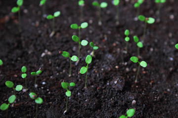 Strawberry seedlings in black fertile soil. Top view. Close-up. Background. Texture.