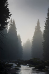 Fototapeta na wymiar foggy landscape in the morning _Izerskie mountains