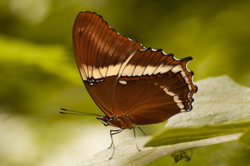 Schmetterling