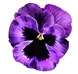 Pansy flowers isolated on white background,watercolor illustration