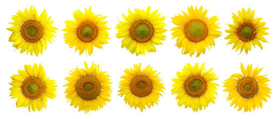 Sunflower isolated on the white background