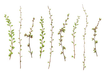 Tree Branch Isolated On White