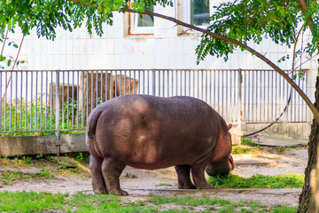 Common hippopotamus (Hippopotamus amphibius) or hippo