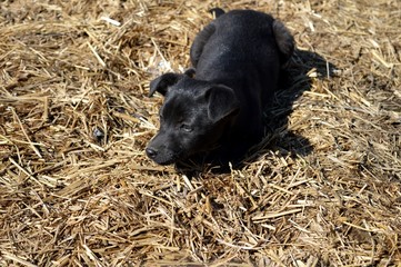 one little black cute puppy