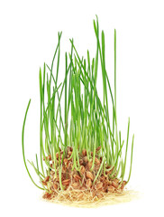 Plant wheat with roots isolated on a white background
