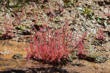 Drosera alba auf dem Gifberg in der Nähe von VanRhynsdorp, Western Cape, Südafrika