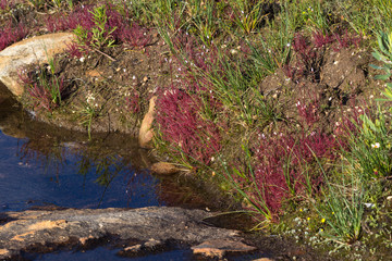 Drosera alba auf dem Gifberg, VanRhynsdorp, Western Cape, Südafrika