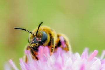 a bumblebee collecting pollen