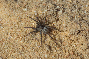 Spinne in der Nähe von Nieuwoudtville, Northern Cape, Südafrika