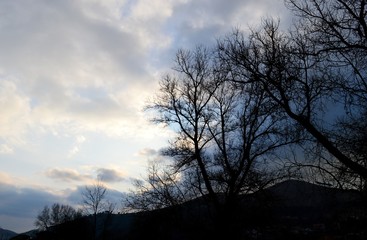 trees and sky at dusk