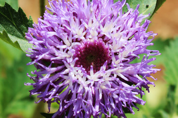 abstract purple color flower