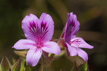 Pelargonium in der Nähe von Gordon's Bay, Western Cape, Südafrika
