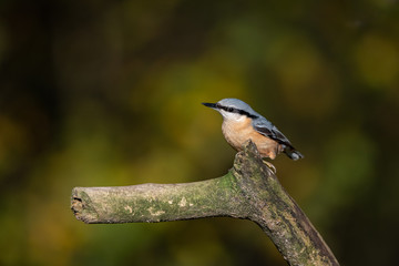 Kleiber - Sitta europaea