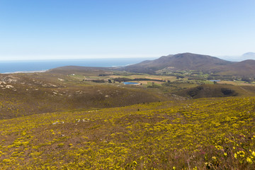 Fynbos im Fernkloof Nature Reserve, Hermanus, Western Cape, Südafrika