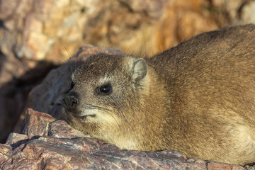 Naklejka premium Klippschliefer (Procavia capensis) in Hermanus, Western Cape, Südafrika