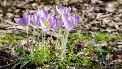 Crocus, lots of crocuses or croci is a genus of flowering plants in the iris family. A single group of crocus, a bunch of crocuses, at the meadow, close-up