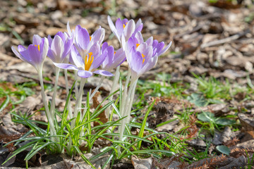 Crocus, lots of crocuses or croci is a genus of flowering plants in the iris family. A single group of crocus, a bunch of crocuses, at the meadow, close-up
