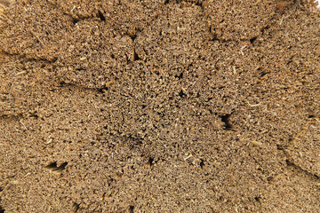 Detail of water reed used for thatching roof