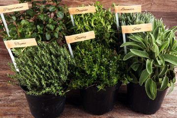 Homegrown and aromatic herbs in old clay pots. Set of culinary herbs. Green growing sage, oregano,...