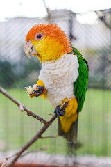 White-bellied parrot, pionites leucogaster, adult standing on branch, holding food