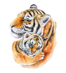 Tigers. Mum with a child isolated on a white background. A tigress mum washes a baby. Watercolor. Illustration, template. Close-up. Clipart. Mothers Day. Greeting card design.