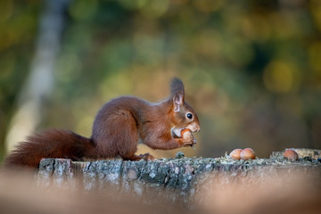 Eichhörnchen
