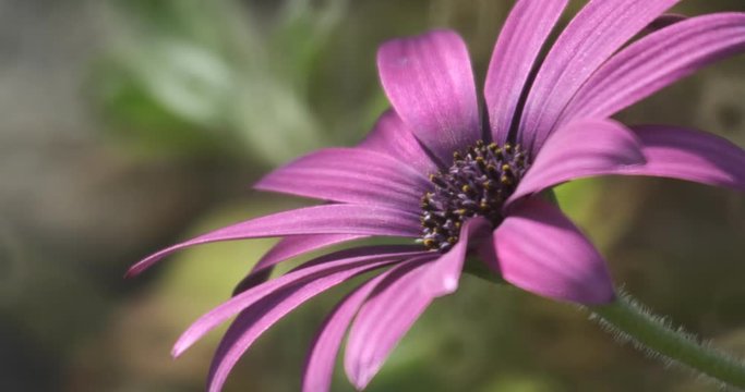 Macro photo of African daisy (Dimorphotheca pluvialis). Spring flowering of purple-red daisies.