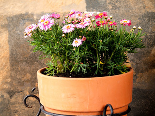 pink daisies in a clay pot on a metal support