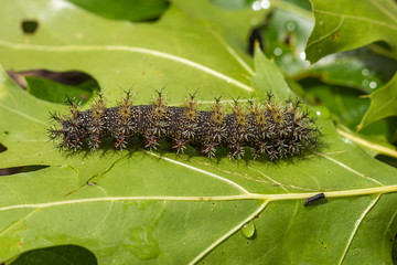 Raupe von Hemileuca maia in Virginia, Schmetterling