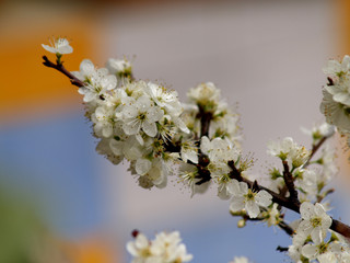 blossoms on branch at garden