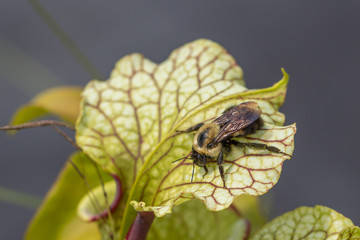 Biene auf Sarracenia in Virginia