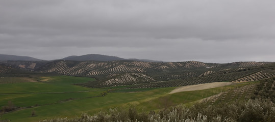 Naklejka premium Black clouds loom over the olive grove in Andalusia