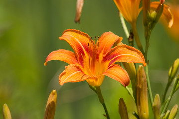 Orange Blüte in Virginia