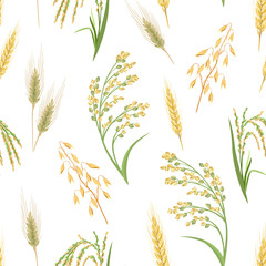 Cereal Plants seamless pattern. Ears of Wheat, Oats, Rye, Proso Millet and Rice isolated on white background. Vector illustration of crop in cartoon simple flat style. 
