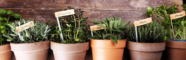 Homegrown and aromatic herbs in old clay pots. Set of culinary herbs. Green growing sage, oregano, thyme, savory, mint and oregano with lavender with labels © beats_