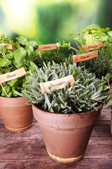 Homegrown and aromatic herbs in old clay pots. Set of culinary herbs. Green growing sage, oregano,...