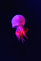 Jellyfish in neon lighting on a dark background. Close up.