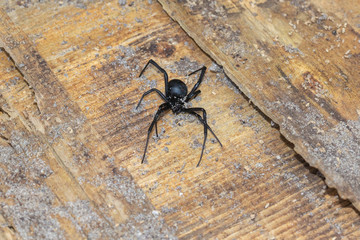 Schwarze Witwe (Latrodectus mactans) in North Carolina