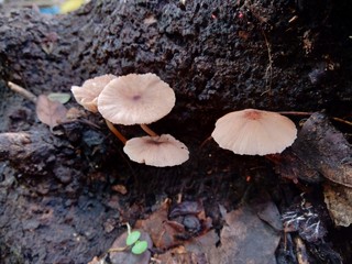 The poisonous mushroom in the nature background