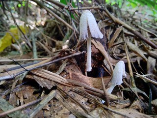 The poisonous mushroom in the nature background