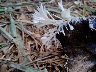 The poisonous mushroom in the nature background