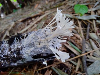 The poisonous mushroom in the nature background