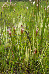 Sarracenia leucophylla und Drosera tracyi im Splinter Hill Bog, Alabama, USA