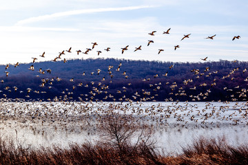 Many birds taking flight in the sky during snow geese migration at Middle Creek in Pennsylvania in early spring.  © JHVEPhoto