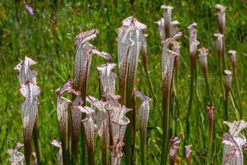 Sarracenia leucophylla im Splinter Hill Bog, Alabama, USA