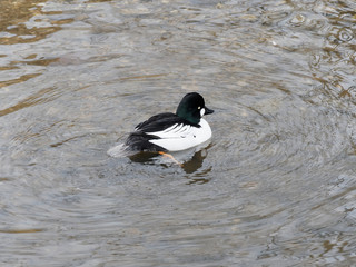 (Bucephala clangula) Garrot oeil d'or mâle au plumage noir et blanc, oeil jaune, tête noire avec reflet vert métallique, tache ronde, blanche sur les joues, bec court