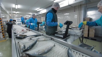 Fish Factory specialists is sorting fish and relocating from transporting mechanism to containers the at modern Fish factory. Fish Farm factory.