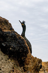 Crested cormorant is resting on rocks near the ocean in Portugal